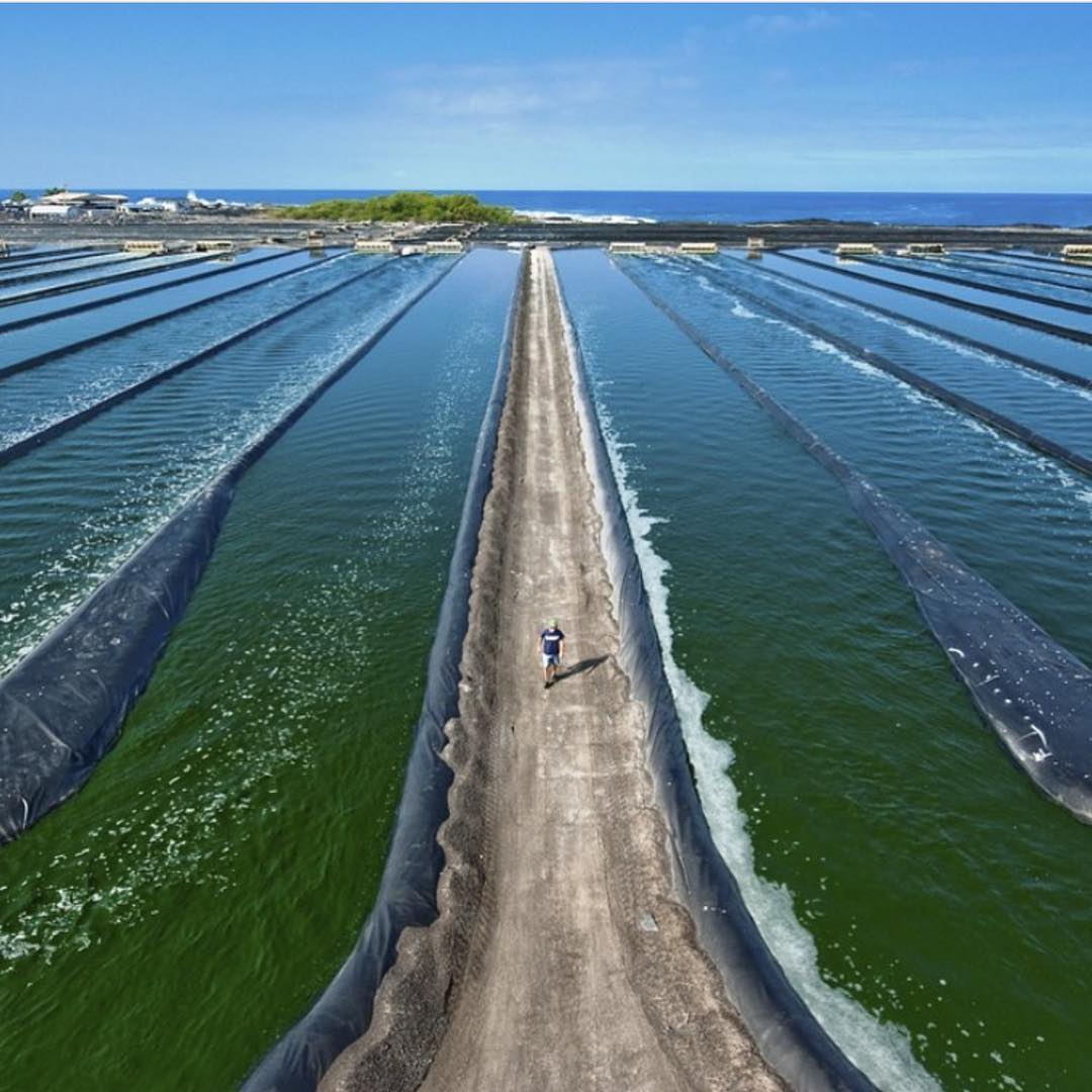 Spirulina delle Hawaii Integratore Alimentare Naturale 200 cpr.